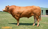 BRANCEILLE - Limousin